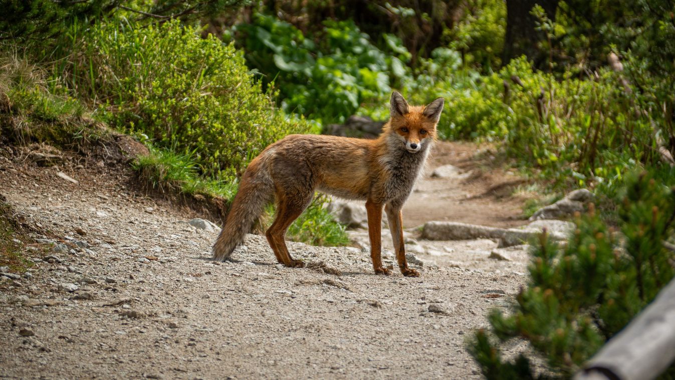 A,Curious,Red,Fox,Stands,On,A,Forest,Trail,In