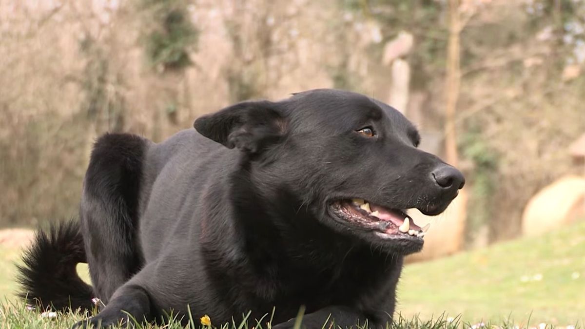 Presenting the New Hungarian Dog Breed