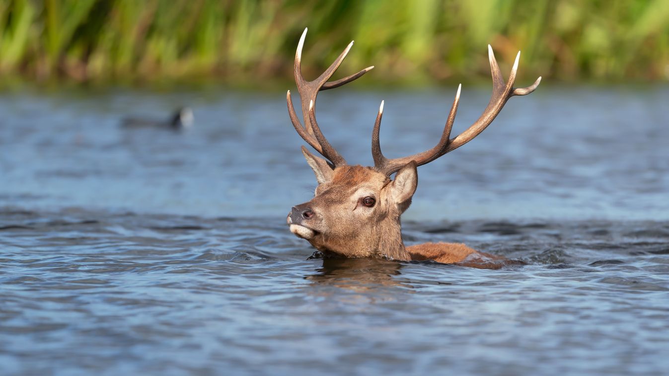 Close-up,Of,A,Red,Deer,Stag,Swimming,In,Water,During