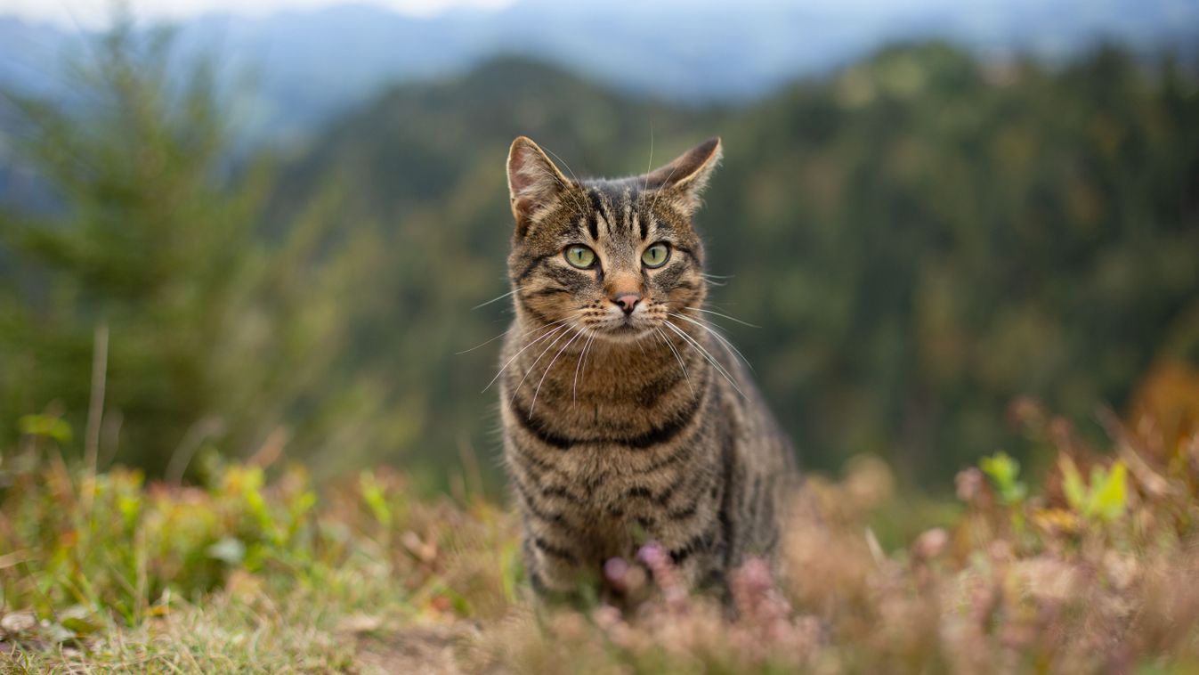 Grey,Cat,Sits,In,Nature.,Cat,In,The,Mountains.