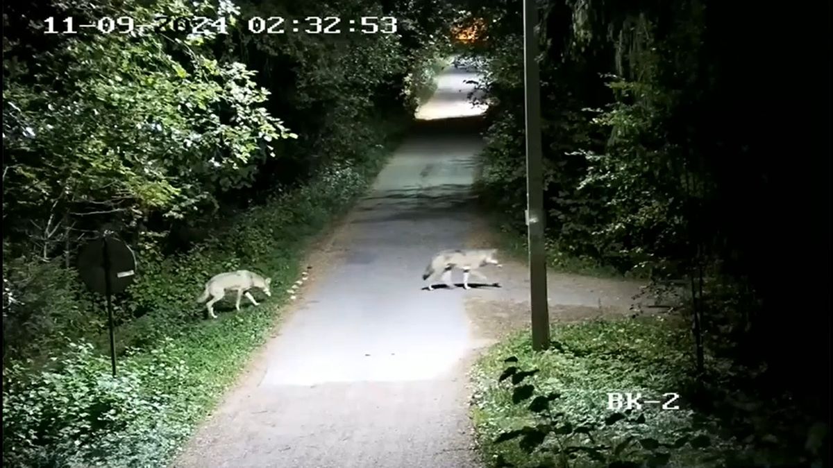 Térfigyelő kamera rögzítette, ahogy farkasok randalíroznak a kisvárosban