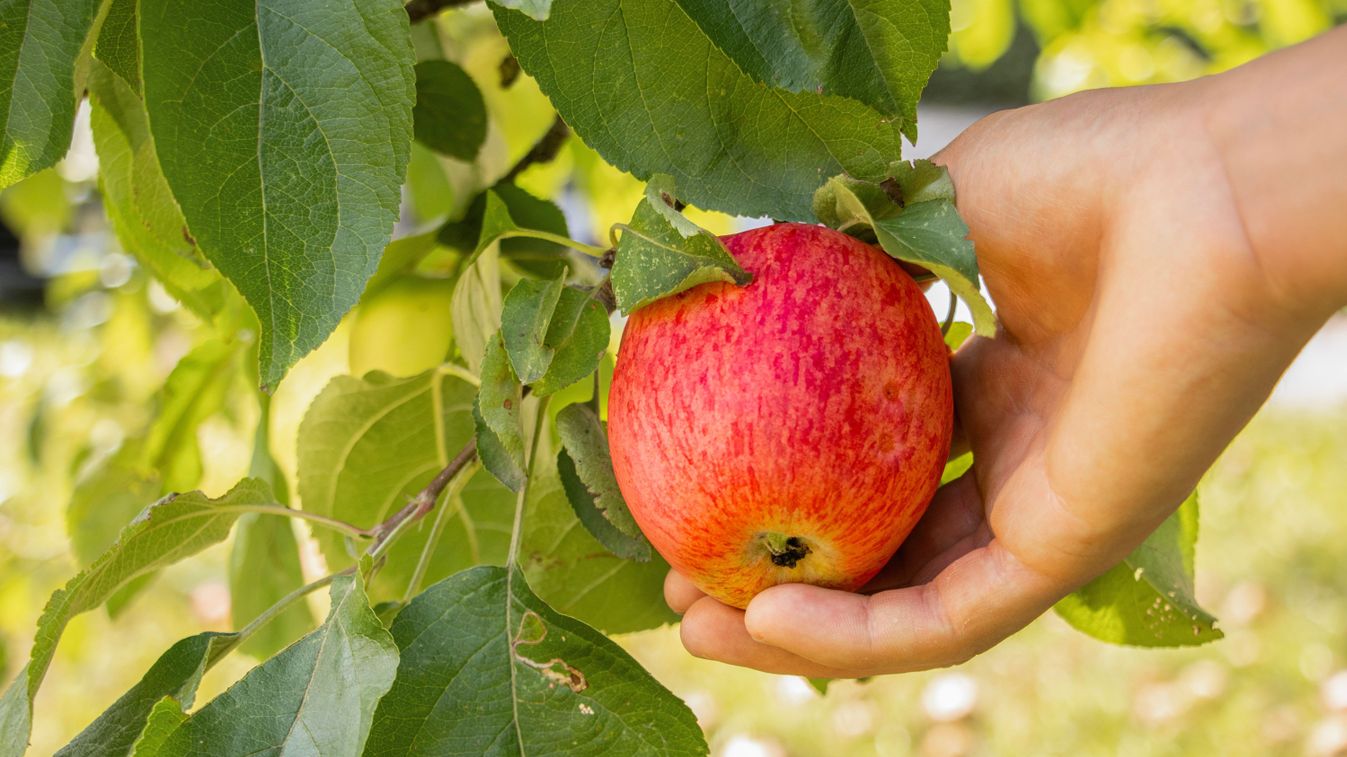 Red,Apple,Lies,In,A,Man's,Hand.,Seasonal,Apple,Picking.