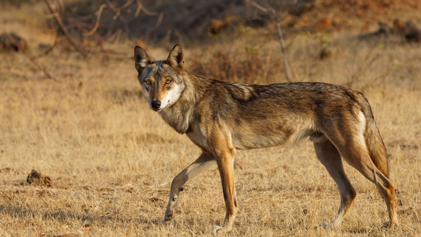 Wolf,In,A,Habitat,Shot