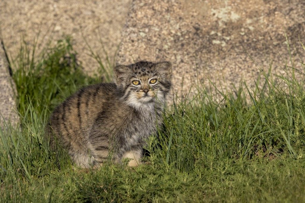 Pallas macska (Otocolobus manul) sztyeppi terület, Kelet-Mongólia, Mongólia, Ázsia 