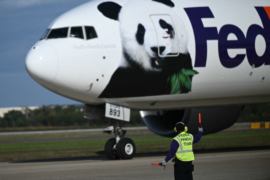 A FedEx két óriáspandát szállító teherszállító repülőgépe leszáll a virginiai Dulles repülőtéren 2024. október 15-én. Bao Li, a hím panda és a nőstény Qing Bao, mindketten háromévesek, egy évtizedes tenyésztési és kutatási megállapodás keretében kedden a washingtoni Smithsonian Nemzeti Állatkertbe kerültek. 