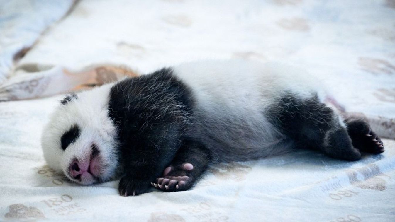 A két újszülött panda közül az egyik a berlini állatkert pandafülkéjében fekszik a bébiágyban.