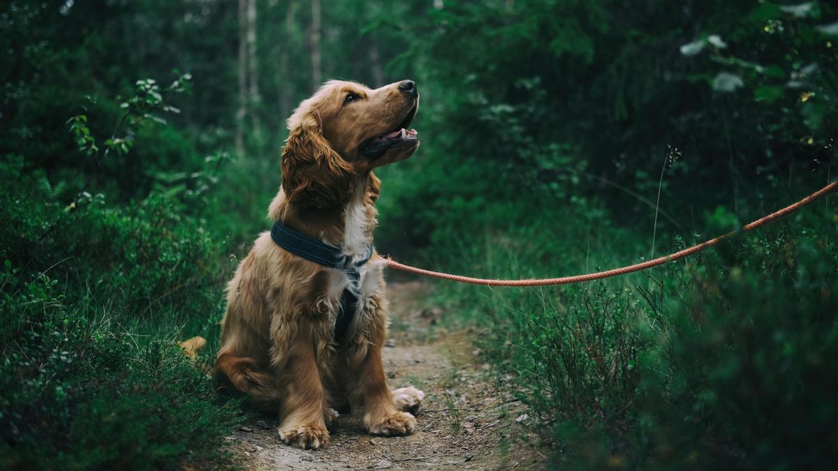 Having Dogs in a Park Now Considered Racist