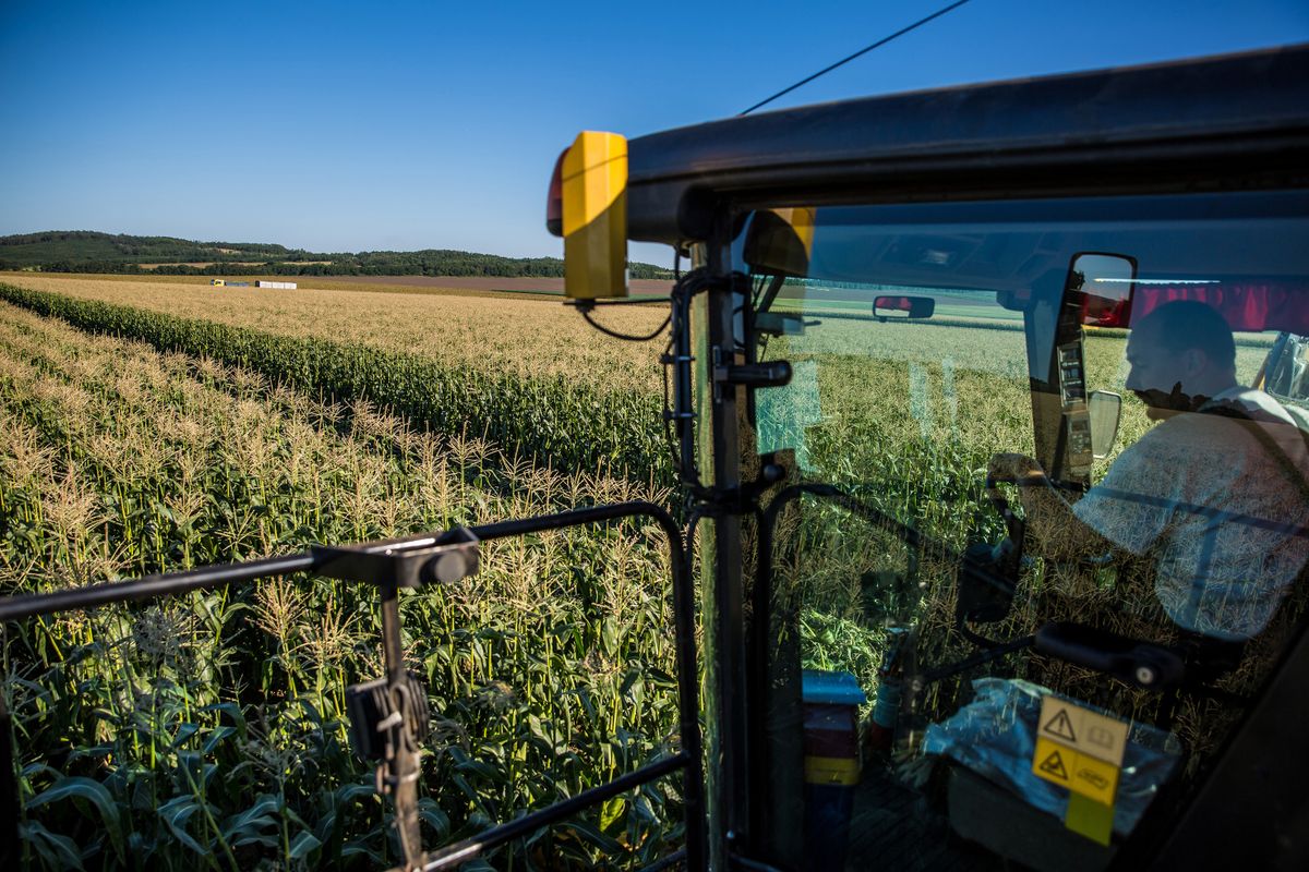 Harangod Mag mezőgazdasági kft megyaszo agrárium termőföld állattartás kombájn kukorica aratás 2016 08 31  Fotó: Kállai Márton