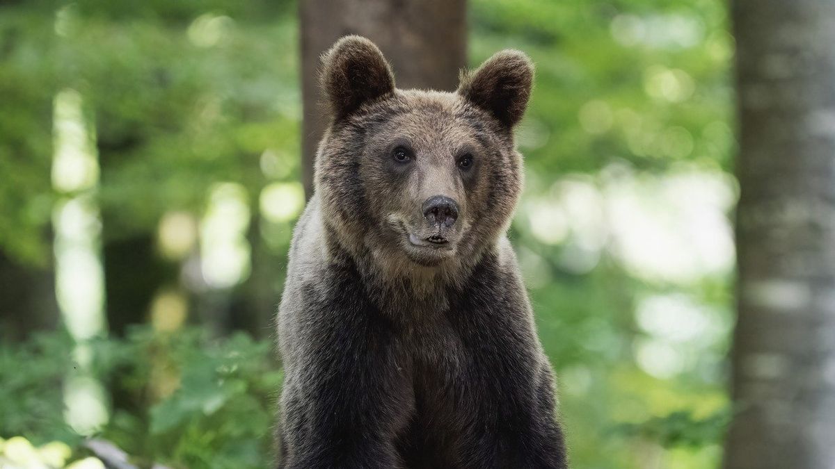 Rémület a hegyekben: vadászra támadott egy medve