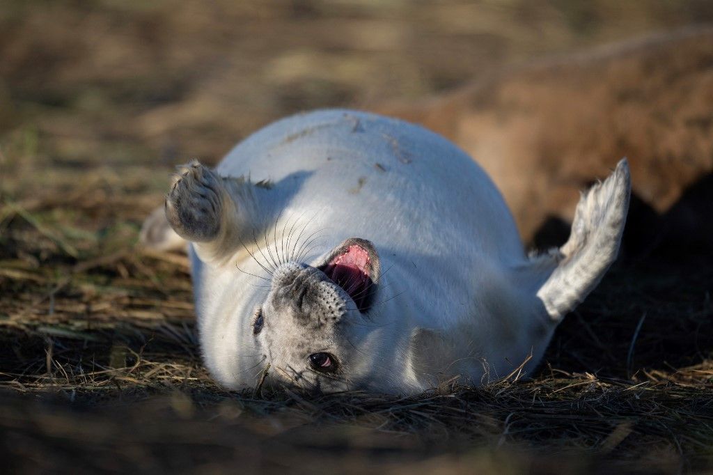 A newly born seal pup reacts on the sand dunes of the Lincolnshire Wildlife Trust's Donna Nook nature reserve near Grimsby, northeast England, on November 29, 2024. Every month of November and December thousands of grey seals give birth to their pups near the sand dunes of the Donna Nook nature reserve, which is the location for one of the four grey seal colonies on the English east coast. (Photo by Oli SCARFF / AFP)