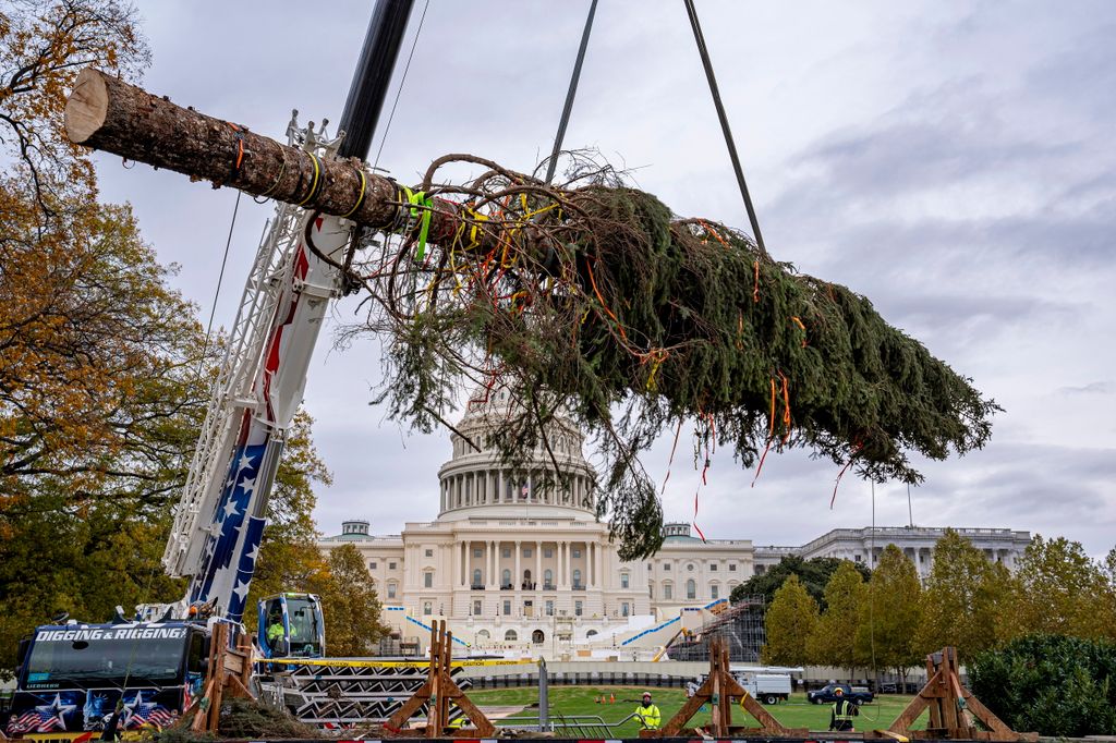 Washington, 2024. november 22.
Daruval emelik be a parlamenti karácsonyfát az amerikai törvényhozás épülete, a Capitolium előtt Washingtonban 2024. november 22-én. A 24,38 méter magas szitka lucfenyőt az Egyesült Államok legnagyobb nemzeti erdejében a délkelet-alaszkai Tongass Nemzeti Erdőben vágták ki. A Capitolium előtt 1964 óta állítanak fel fenyőfát.
MTI/AP/J. Scott Applewhite