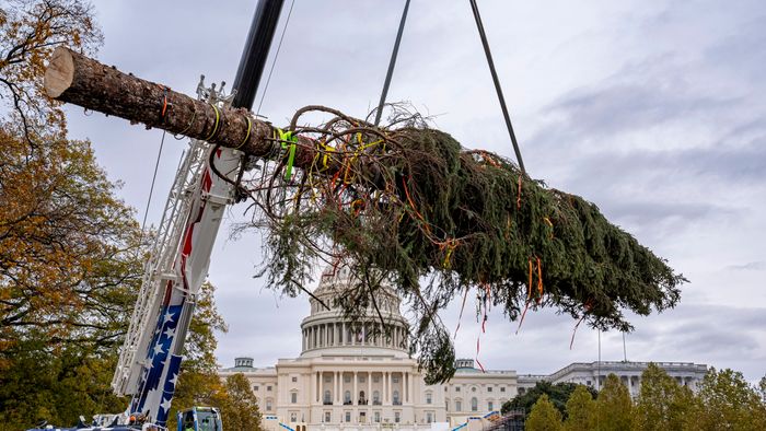 Washington, 2024. november 22.
Daruval emelik be a parlamenti karácsonyfát az amerikai törvényhozás épülete, a Capitolium előtt Washingtonban 2024. november 22-én. A 24,38 méter magas szitka lucfenyőt az Egyesült Államok legnagyobb nemzeti erdejében a délkelet-alaszkai Tongass Nemzeti Erdőben vágták ki. A Capitolium előtt 1964 óta állítanak fel fenyőfát.
MTI/AP/J. Scott Applewhite