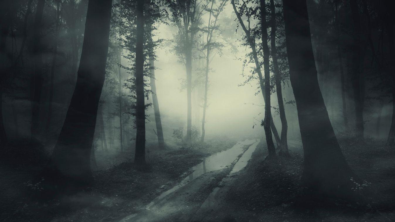 Road,In,Dark,Mysterious,Woods,In,Fog