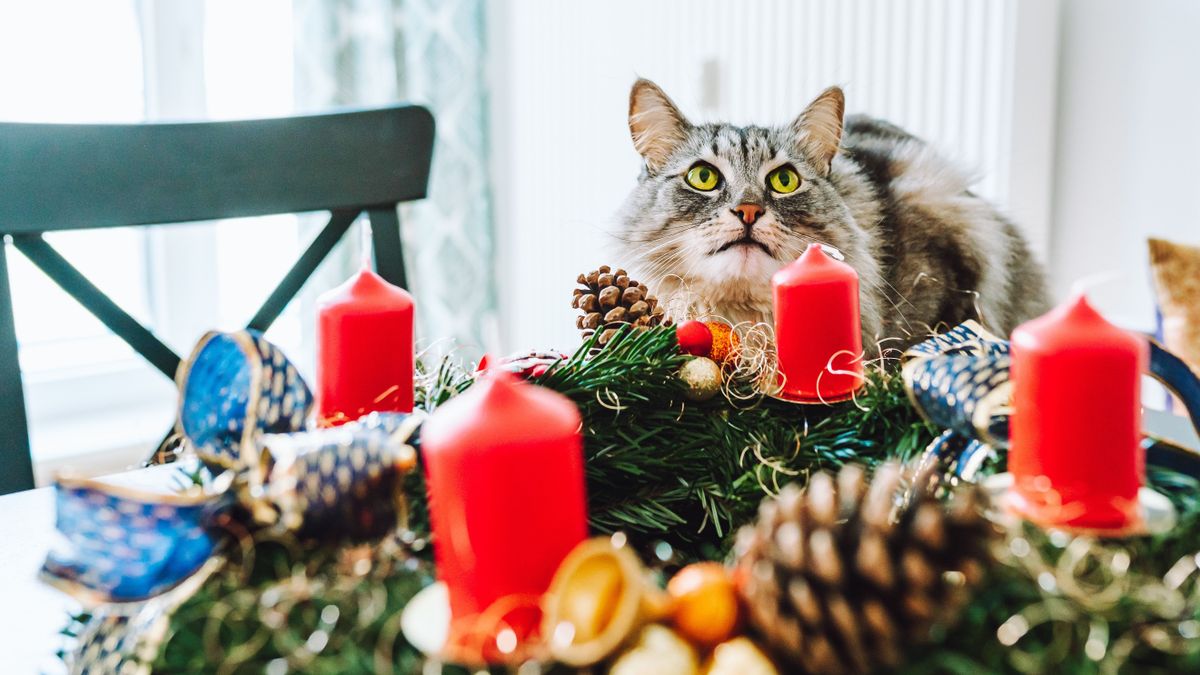 Megkérdeztük az embereket, hogy szerintük mit jelképez az adventi koszorú harmadik gyertyája