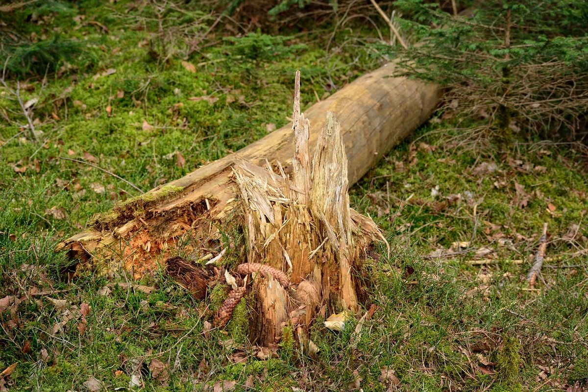 Az időjárási körülmények és a kidőlt fák miatt közlekedési fennakadásokra számítanak a vihar által érintett területeken (Illusztráció, forrás: Pixabay)