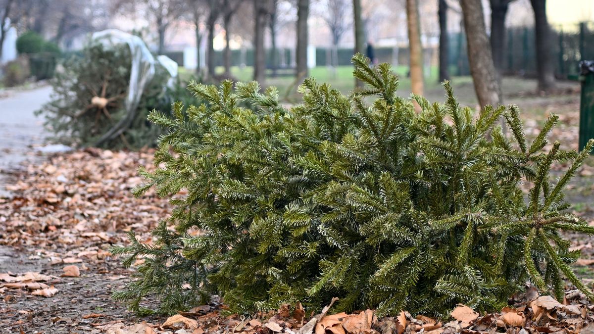 Látványos fotón mutatjuk, hova kerülnek, és mi történik a Budapesten kidobott karácsonyfákkal