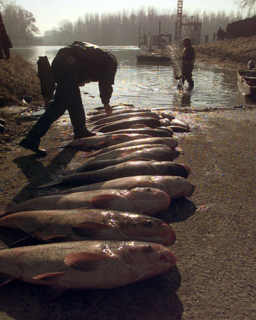 Cián Tisza 05
Lugas 02.01.