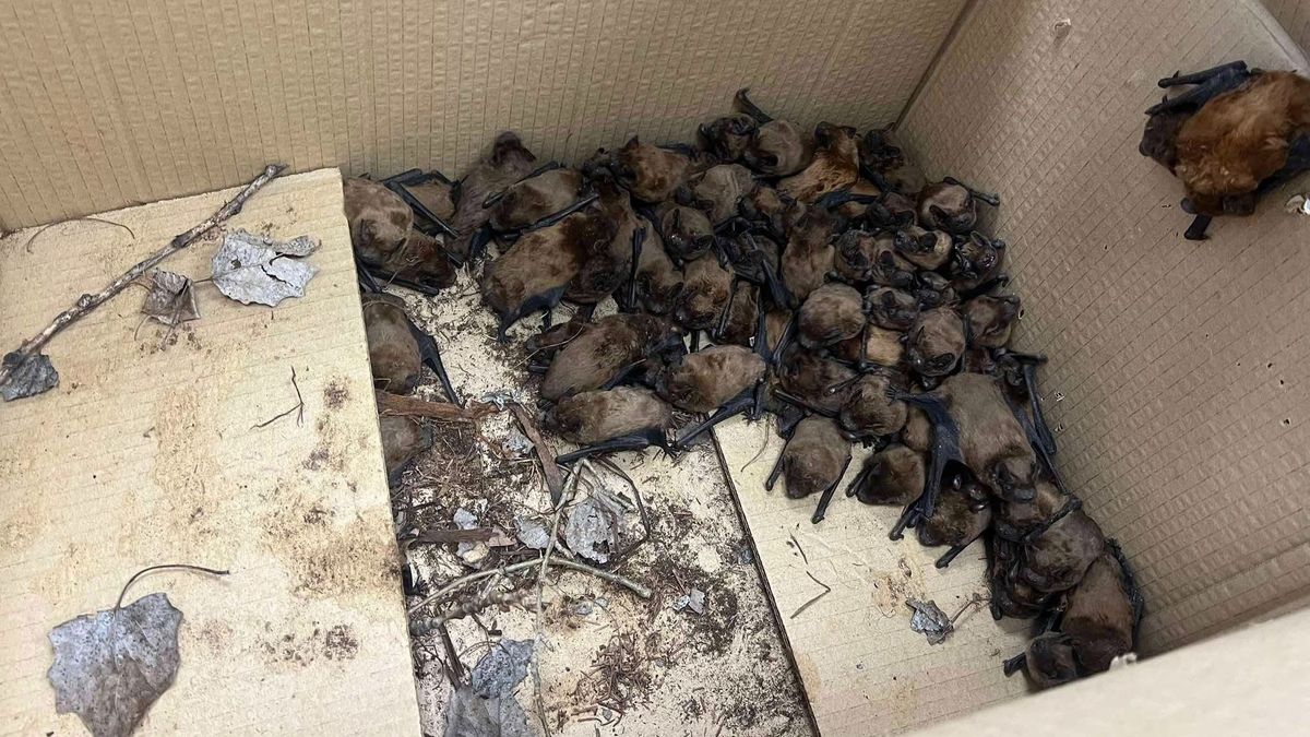 „Batmobillal” mentették a denevéreket a Balatonnál