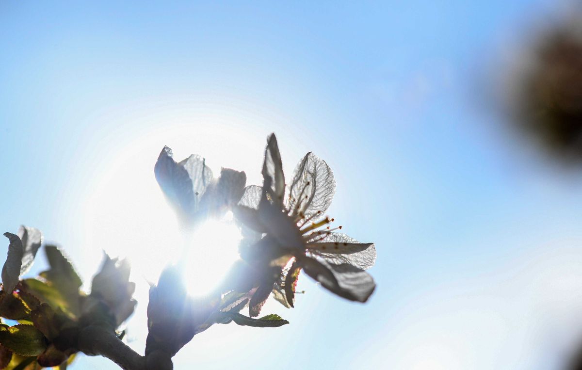 Debrecen határában dúsan virágzik az újfehértói fürtös meggy a gyümölcsösben, amely nem szenvedett fagykárt. Ez a többnyire bõ termésû gyümölcsfajta (Prunus  cerasus) 1961-ben tájszelekció után került összegyûjtésre és leírásra. Az Európai Unióban oltalom alatt álló, földrajzi jelzés használatára jogosult minõsítést kapott.Fotó: Oláh Tibor / Oláh Tibor/Debrecen, 2021. április 28.