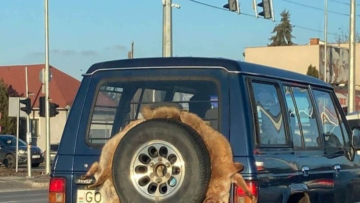 Agyonlőtt rókákat kötött a csomagtartójára Nyíregyházán