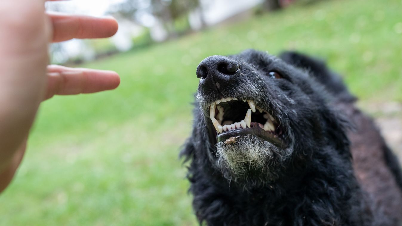 Black dog showing teeth to a human hand, growling and showing aggressive behavior in park