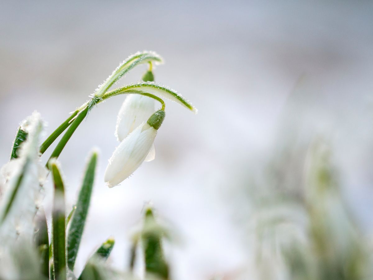 Snowdrops in winter with frost covered petals