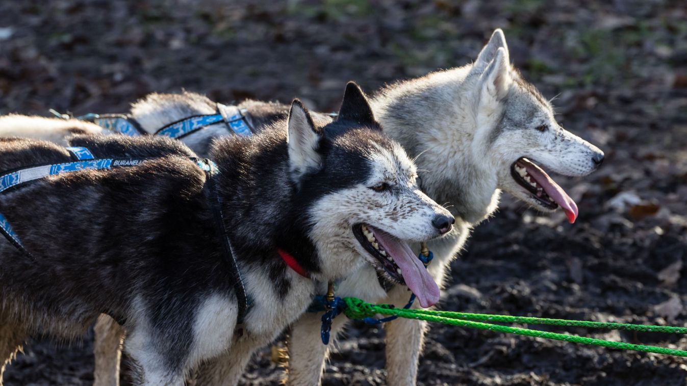 Kaszó, 2024. november 24.
Verseny kutyák a kutyás terepfutó, kutyás terepkerékpáros, dogscooter és kutyafogathajtó Európa-bajnokságon Kaszón 2024. november 24-én.
MTI/Katona Tibor