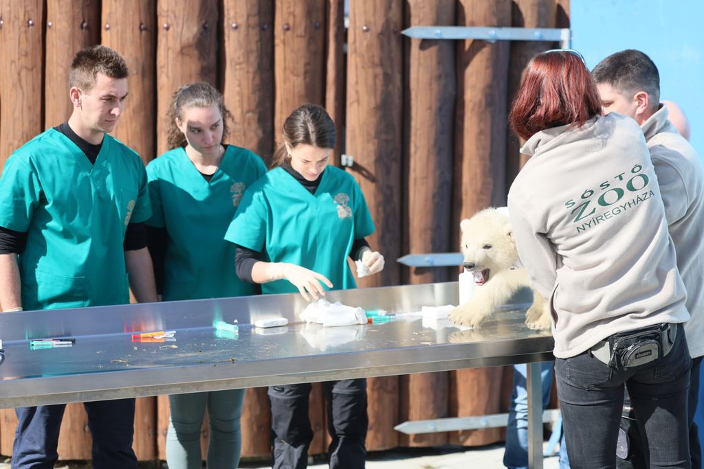 Orvosi vizsgálat keretében mutatták be a két, 3 hónapos jegesmedve testvérpárt csütörtökön a Nyíregyházi Állatparkban.