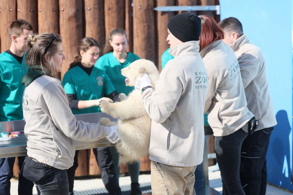 Orvosi vizsgálat keretében mutatták be a két, 3 hónapos jegesmedve testvérpárt csütörtökön a Nyíregyházi Állatparkban.