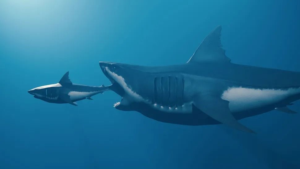 A megalodon és a nagy fehér cápa méretét összehasonlító ábra. Az új kutatás szerint a megalodon nem volt olyan robusztus, mint a  recens fehér cápa