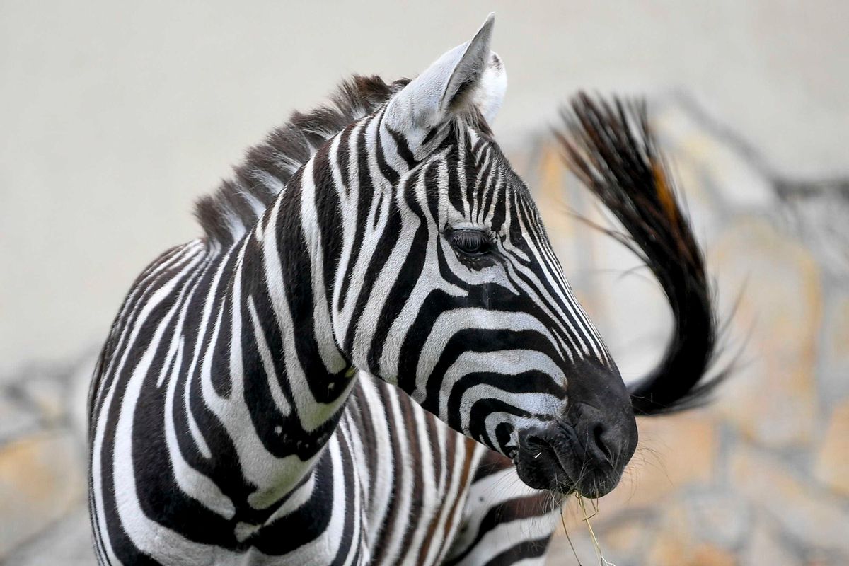 Debrecen, 2021. május 20.
Szudáni zebra (Equus quagga borensis) a Debreceni Állat- és Növénykertben 2021. május 20-án. Az állat Prágából került a hajdú-bihari megyeszékhelyre, a Kevin névre hallgató csődör érkezésével csatlakozott az Európai Fajmegőrzési Tenyészprogramhoz. Ennek a fajta zebrának mindössze 37 egyede él a világ tíz állatkertjében, a vadon élő populációja pedig legfeljebb háromszáz egyedet számlál.
MTI/Czeglédi Zsolt