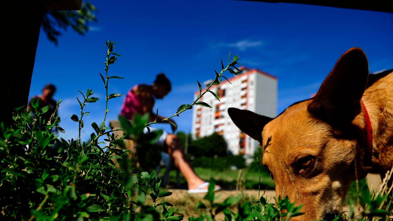 2011. augusztus 16. Pécs, kertváros, panelházak lakói, kutyasétáltatás. Hogy hozza össze az embereket a kutyasétáltatás a válság idején? Fotó: Kurucz Árpád
Lugas 03.22.