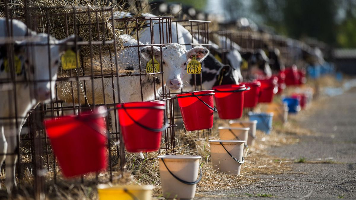 Száj- és körömfájás: célzott intézkedésekkel segíti az érintett gazdákat az NGM