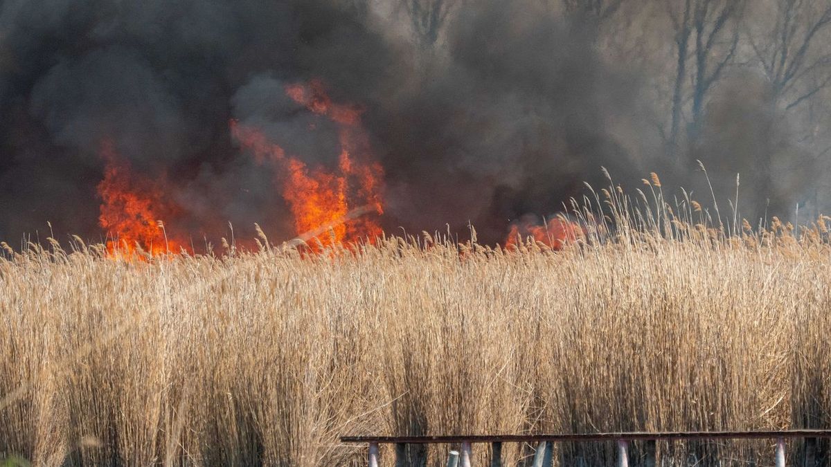 Lángol a nádas, több tucat tűzoltó próbálja eloltani