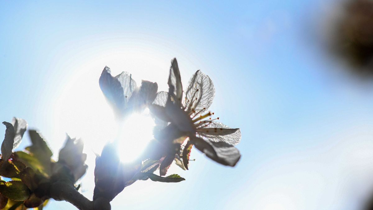 Érdemes haladéktalanul benyújtani a fagykár enyhítésére való kérelmet. / Fotó: MTI / Oláh Tibor