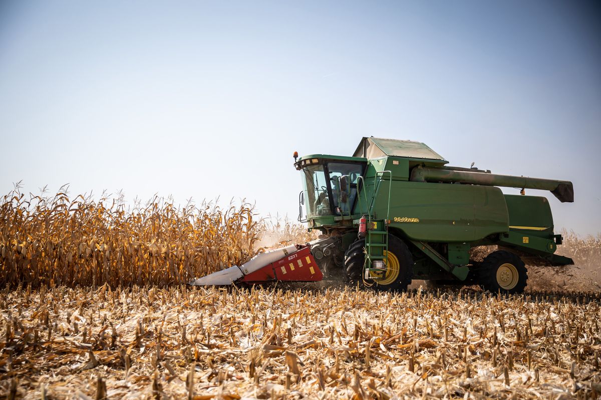 20240829 Békéscsaba

Kukorica aratás Békéscsaba határában. 

Fotó: Bencsik Ádám BÁ Békés Megyei Hírlap

Képen: John Deere 9640 wts Kombájn