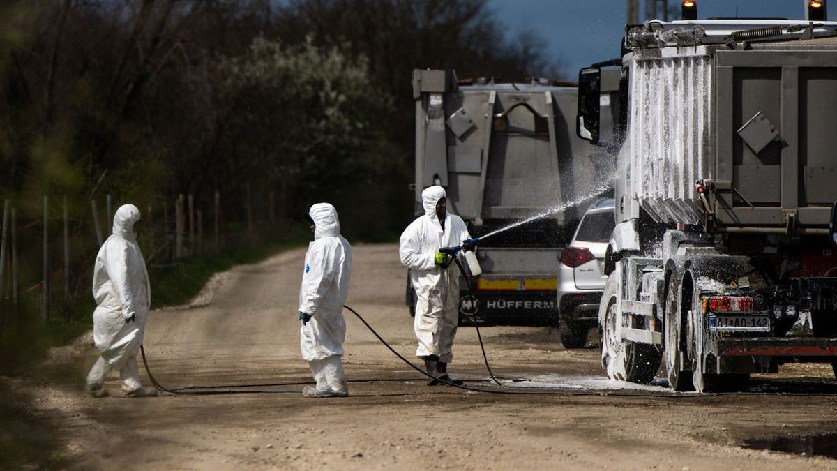 Száj- és körömfájás vírus: jó hírt jelentett be az agrárminiszter