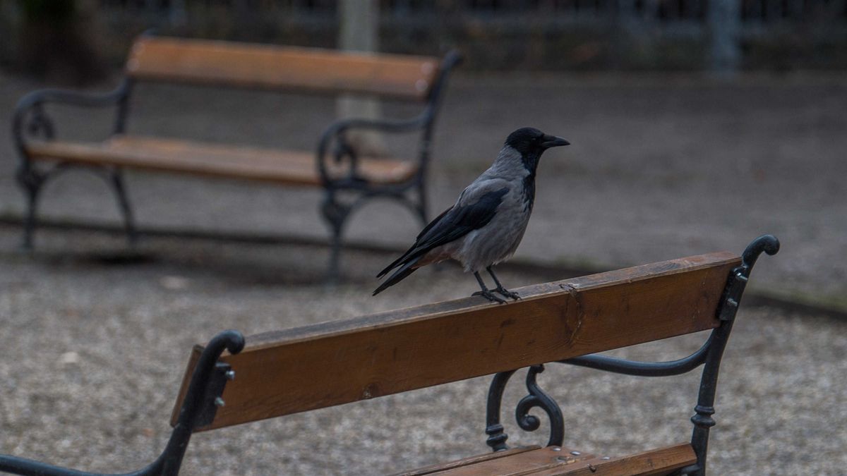 Budapest, 2020. január 29.
Dolmányos varjú (Corvus cornix) a belvárosi Szabadság téren 2020. január 29-én. A Főkert Nonprofit Zrt. közlése szerint az elmúlt hetekben a társaság kezelésében álló parkot és annak nagyobb fáit vetési varjak (Corvus frugilegus) kezdték el rendszeresen látogatni. A védett madarak jelentősebb számban csupán az október közepétől február második feléig tartó időszakban tartózkodnak a fővárosban, költőfajként már több mint két évtizede eltűntek Budapestről. A társaság fenntartása alá eső területekről február első hetében ideiglenesen begyűjtik a nagyobb csapatok után rendszeresen feltűnő ürülékkel beszennyeződő utcabútorokat, majd a madarak elvonultát követően visszahelyezik. A padokat az eltávolításig rendszeresen takarítják.
MTI/Balogh Zoltán