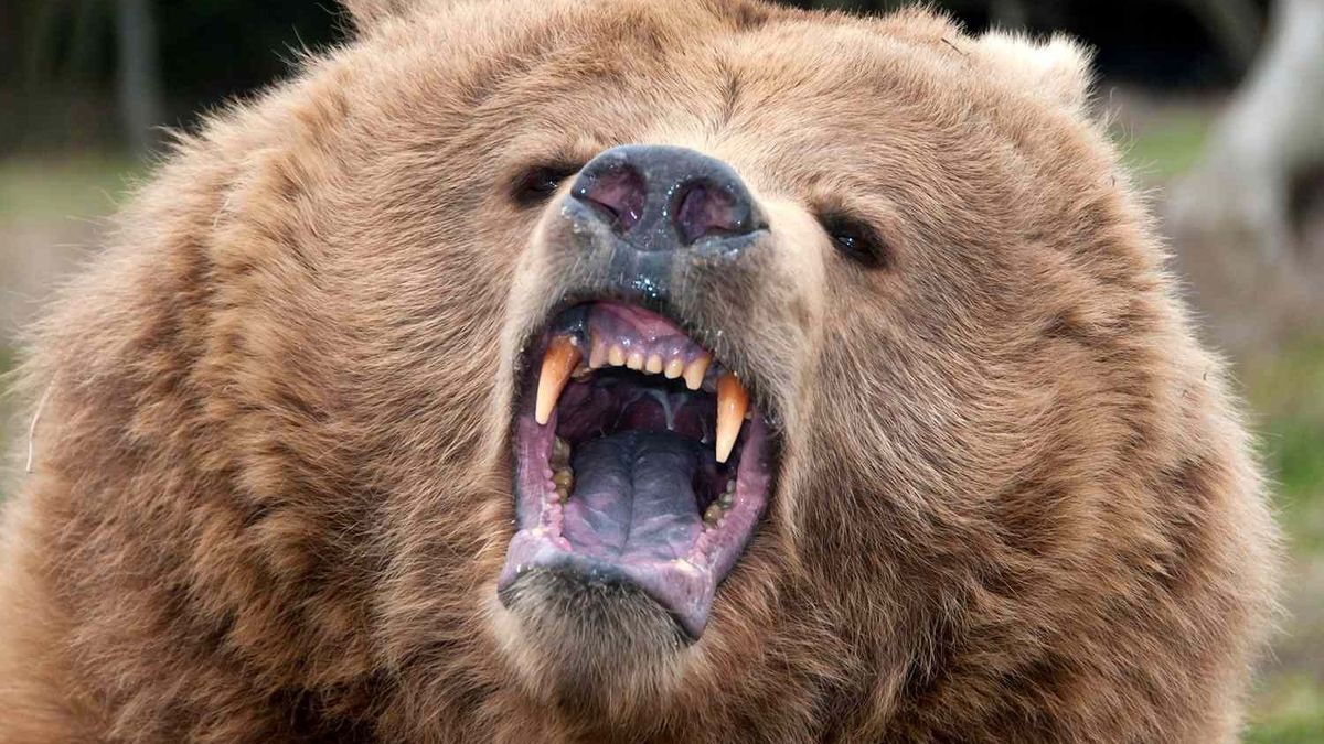 Medvetámadás: ez volt minden idők legszörnyűbb grizzly-balesete