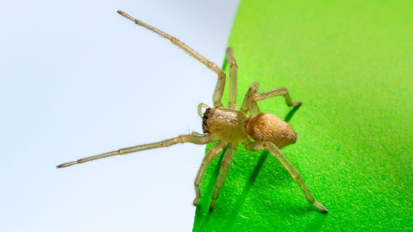 A sárga dajkapók csípése lázat, émelygést és bénulást okozhat.

Shutterstock