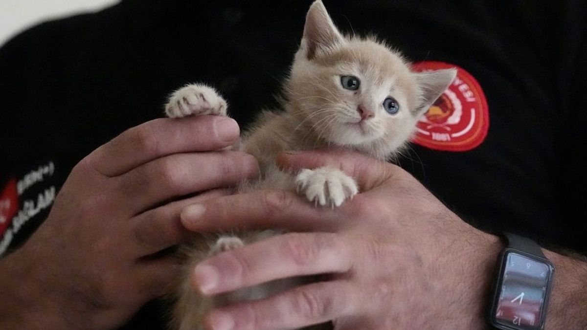 Kiscicákat mentettek meg a biztos haláltól a tengerészek + videó