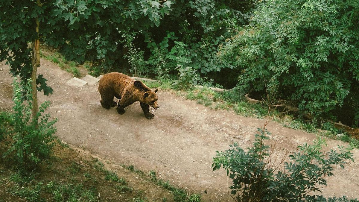 A medvék miatt napi szintűek a riasztások Kovászna megyében