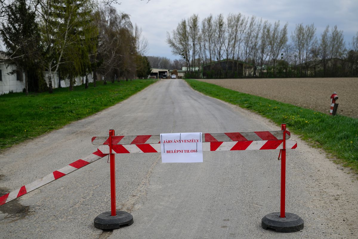 Járványveszélyre figyelmeztető felirat egy lezárt szarvasmarhatelepre vezető úton Dunakilitin 2025. április 2-án. (Fotó: MTI/Vasvári Tamás)