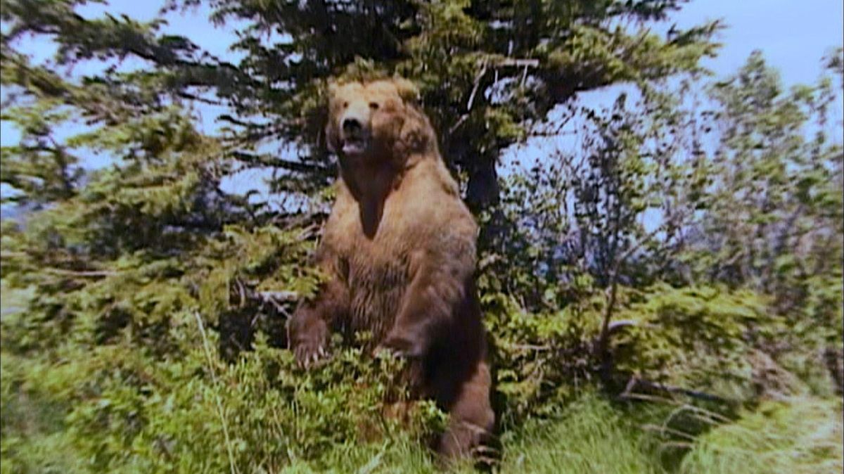 Medvetámadás: a grizzly többnyire elkerüli az embert, de bizonyos helyzetekben halálos veszélyt jelenthet