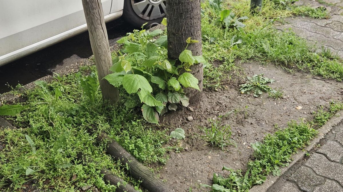 Gyomkerületet csinált a Hegyvidékből a kutyapárti vezetés