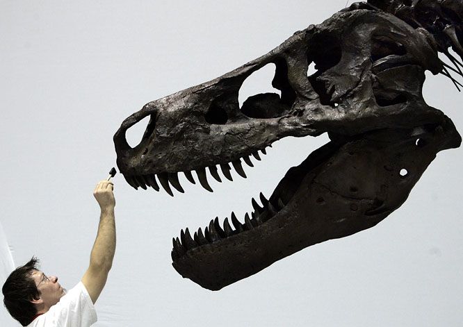 David Hanke, an officer from the Exhibition Department of the Field Museum in the US city of Chicago, makes final touches on the skull of the world's largest Tyrannosaurus Rex, Sue, on display at the Dinosaur Expo 2005 at the National Science Museum in Tokyo, 14 March 2005. Sue was discovered by fossil hunter Sue Hendrickson in 1990 and purchased by the Field Museum in Chicago at public auction in 1997. (Eds: Please credit "Cast and Specimen of the T.Rex Sue on loan from the Field Museum, Chicago, USA 2005 The Field Museum") AFP PHOTO/TOSHIFUMI KITAMURA
