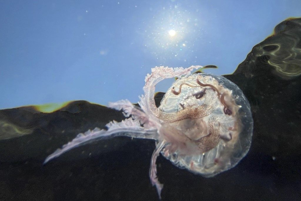 An underwater picture taken on June 18, 2022, shows a purple jellyfish off of a beach of Ajaccio on the French Mediterranean island of Corsica. (Photo by Pascal POCHARD-CASABIANCA / AFP)