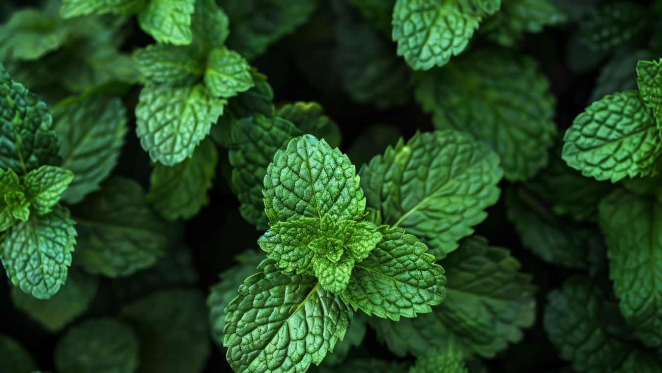 Friss menta 