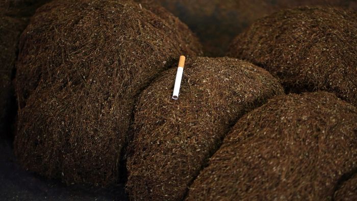Jabád, 2017. július 23.Filterezett cigaretta aprított dohánylevélen az észak-ciszjordániai Dzsenín városhoz közeli Jabád faluban 2017. július 22-én. Palesztin családi vállalkozások 1917 óta foglalkoznak dohánytermesztéssel a minõségi arab dohányáról ismert Jabádban, akik a készterméket az importár töredékéért értékesítik térségbeli piacokon és Izraelben. A termesztõk egy doboz filteres cigarettát 4 sékelért (mintegy 290 forintért) kínálnak, míg a nemzetközi cigarettamárkák dobozos termékei 25 sékelbe, vagyis közel 1840 forintba kerülnek. A dohánylevelek feldolgozásában és a cigarettasodrásban általában az asszonyok és gyerekek is részt vesznek. (MTI/EPA/Alaa Badarneh) dohány