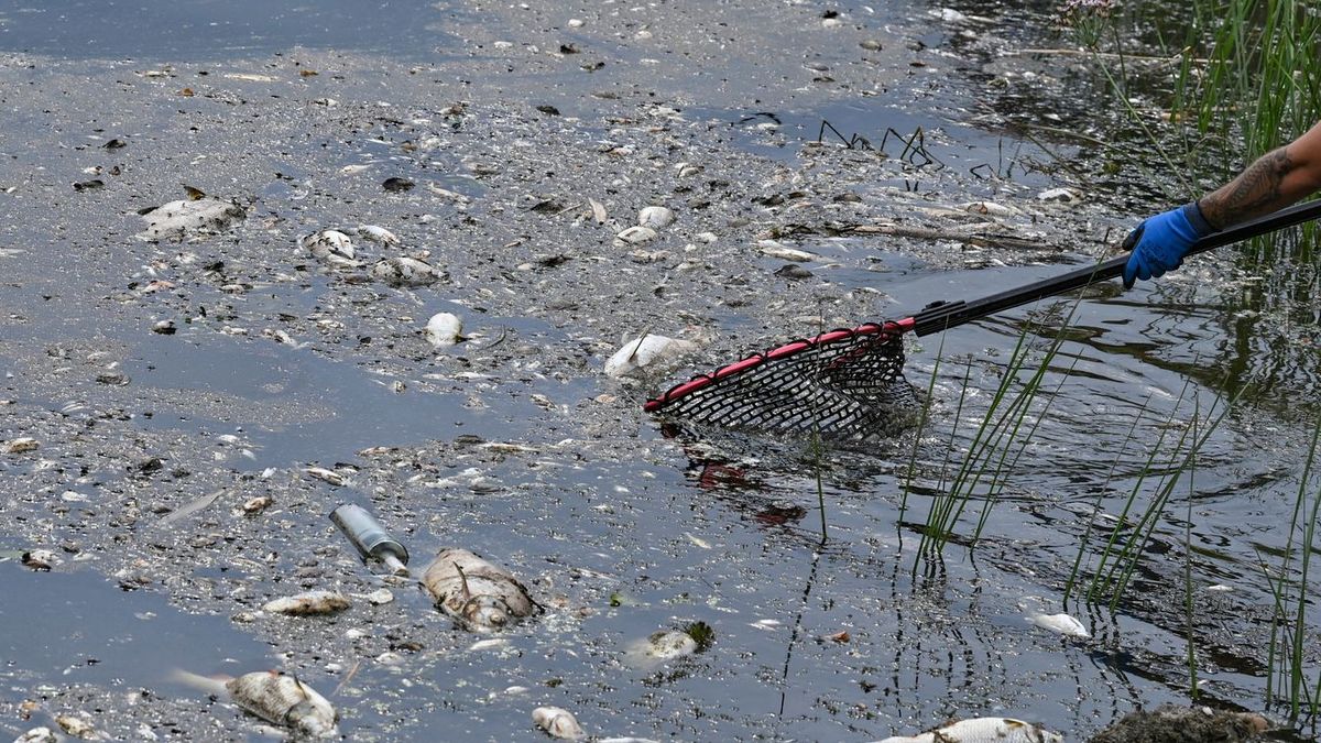 Veszélyes vírus pusztít a kedvelt hazai üdülőhelyen + videó